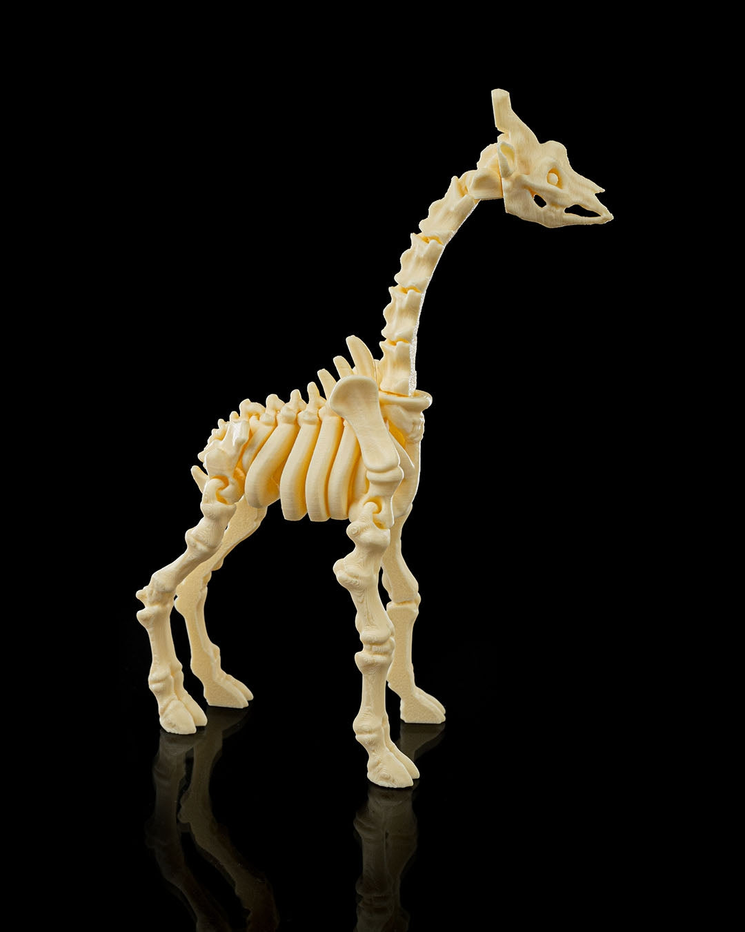 Skeleton Safari Animals | 3D Geprinte Skelet Safari Dieren Collectie