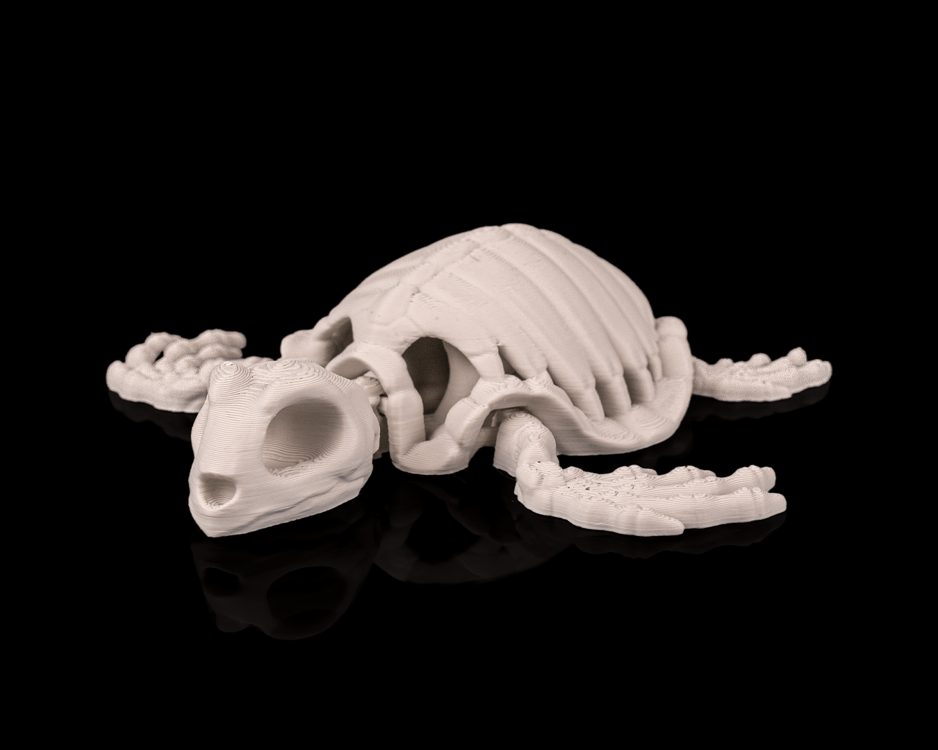 Skeleton Sea Creatures | 3D Geprinte Skelet Zeedieren Collectie